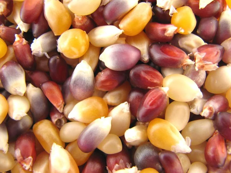 truefoodsmarket1373815
