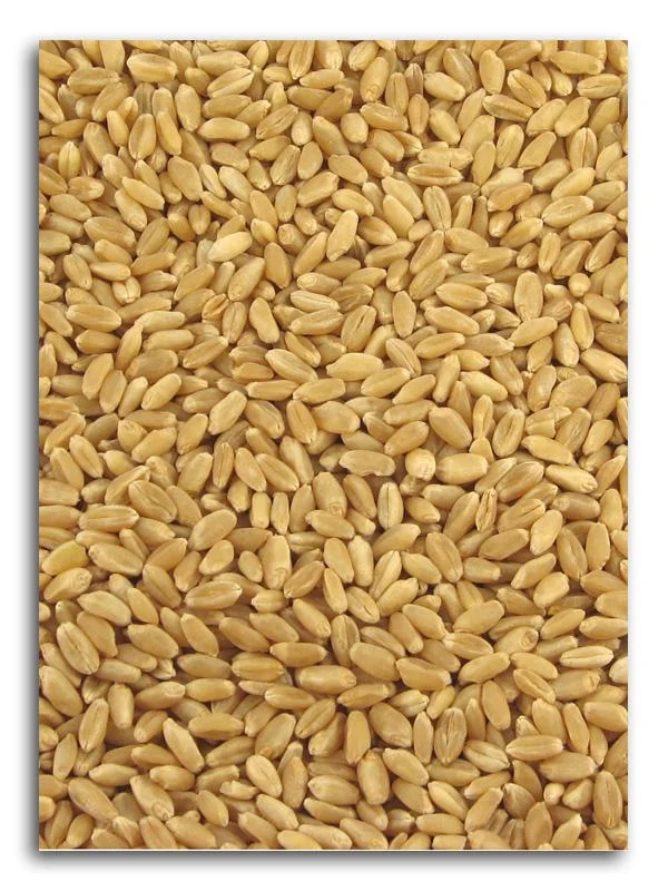 truefoodsmarket1428305